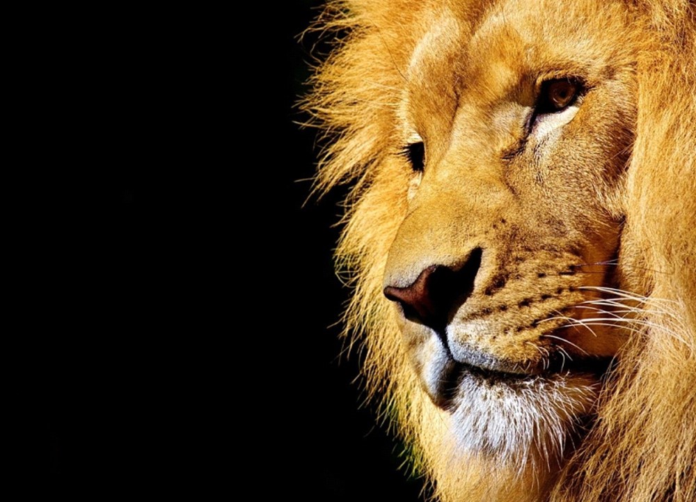 aslan_burcu1.jpg
