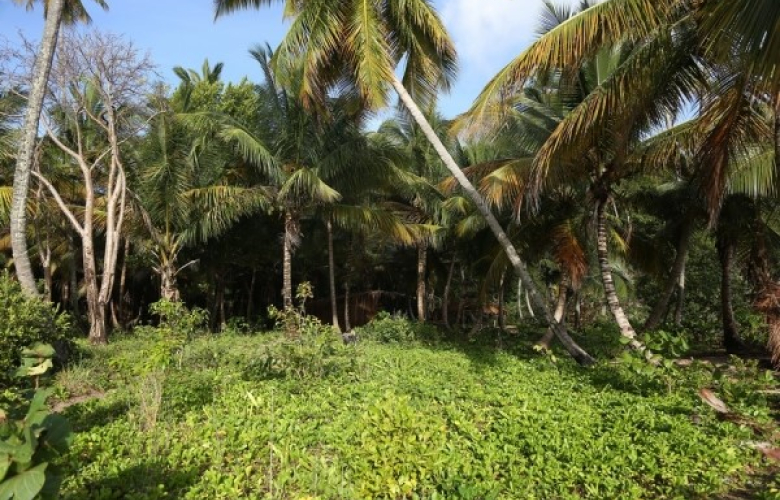 Survivor 2017 burada çekilecek! İşte Survivor adası....