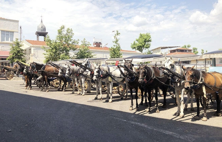 Çileleri bitmedi! Adadaki atlara ne oldu? Ekrem İmamoğlu ne dedi? Tarım Bakanlığı ne açıklama yaptı? NE ÇİLEYMİŞ!