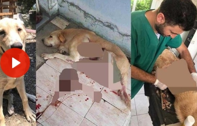 Yok böyle vahşet! Bıçaklayarak yaraladığı köpeği, serbest kalınca öldürdü