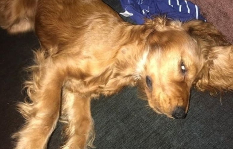 Ankara'da yeni "erkek vahşeti!" Köpeğe tecavüz ederek öldürdü! Zavallı köpeğin acı seslerine komşular polis çağırdı! İşte detaylar!.. 