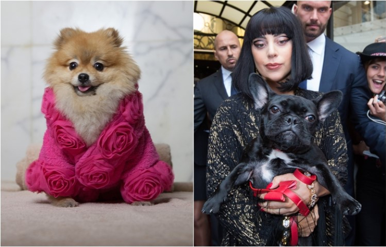 Lady Gaga'nın köpeğinin aksesuarları Türkiye'de! Fiyatlarını duyunca şok olacaksınız!